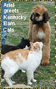 Afghan Hound puppy and Kentucky barn cats - photo