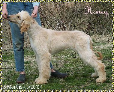 photo - 5 month old Afghan Hound puppy - Hosanna Milk and Honey