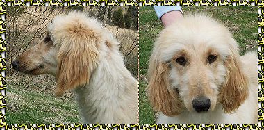 head studies - photo - 5 month old Afghan Hound puppy - Hosanna Milk and Honey