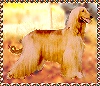 Tasha's Sand Dollar - Afghan Hound photo