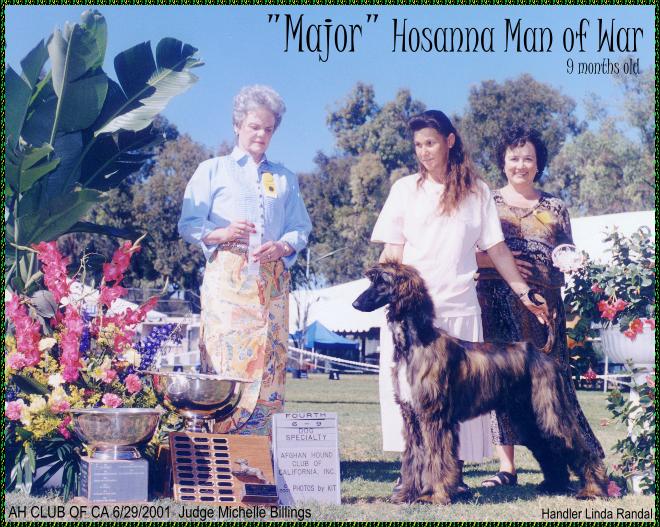 'Major'  Hosanna Man Of War places in Afghan Hound Club of California AKC specialty dog show - photo Afghan Hound