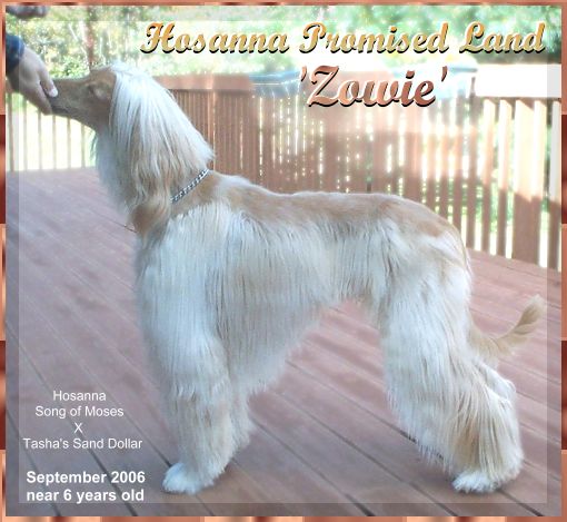 Zowie Hosanna Promised Landr - photograph of Afghan Hound 2 year old male free standing