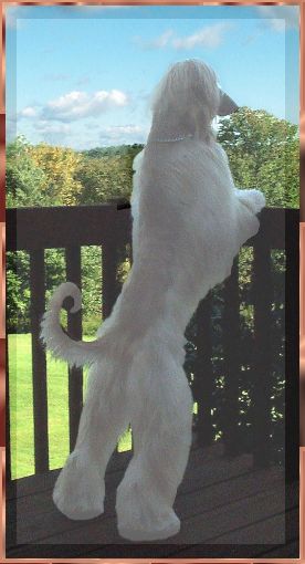 Zowie - beautiful Afghan Hound male