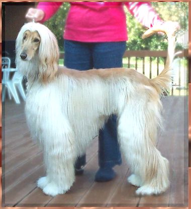 photograph of Afghan Hound - Zowie - Hosanna Promised Land