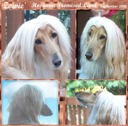 smiling dog Hosanna Promised Land - Zowie - head study of AKC registered afghan hound dog at 2 years old