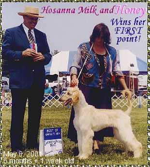 Hosanna Milk and Honey wins her first AKC Championship point at Lexington KC dog show photo - 5 month old Afghan Hound puppy 