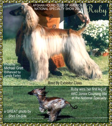 Ruby - Hosanna Price Above Rubies - Photo of almost 2 year old Afghan Hound bitch puppy in Bred By Exhibitor Class Afghan Hound Club of America National Speialty Show 2002 Illinois Beach Resort AKC dog show at Fargo Moorehead Kennel Club in North Dakota