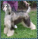 Afghan Hound photograph picture Mahadi's Tuxedo domino dog AKC registered