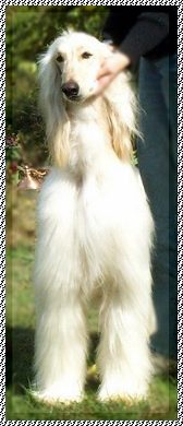 newborn afghan hound puppies photo/picture dominos, red sables, cream sables AKC registered for sale