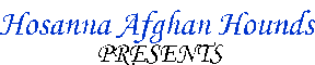 Hosanna Afghan Hounds - word art graphic - AAAWWW  afghans afghans afghans world wide web design  Presents - 4 week old Afghan Hound puppies FLASH movie cute puppy photos AKC dogs