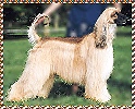 Samson Sings Hosanna - show photo of Afghan Hound dog AKC sire of puppies