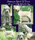 photo link to enlarged photo collage of Hosanna Spirit of Peace, Afghan Hound puppy 8 weeks old, AKC bitch