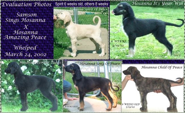 8 week stacked evaluation photos of Afghan Hound puppies - linked to enlarged photos - litter sired by Samson Sings Hosanna, dam Hosanna Amazing Peace whelped March 24, 2002, AKC registered dogs
