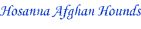 Hosanna Afghan Hounds - word art graphic - AAAWWW  afghans afghans afghans world wide web design