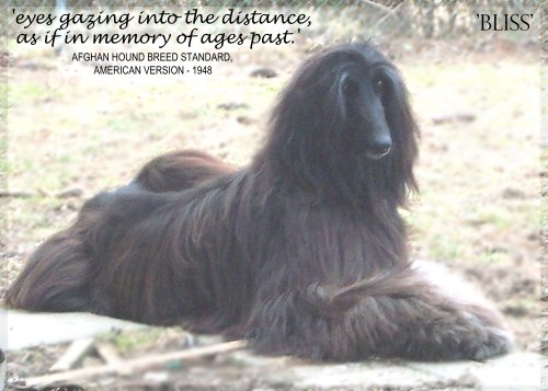 photo link to enlarged photo collage of Hosanna Child of Peace, Afghan Hound puppy 8 weeks old, AKC bitch