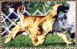 photo of Samson Sings Hosanna gaiting at Afghan Hound Club of America National Specialty, Purina Farm Missouri, 2000 - AKC dog show