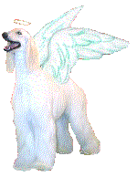 Afangel - an animated gif graphic of a beautiful white Afghan Hound with angel wings created by AAAWWW Afghans Afghans Afghans World Wide Web Design AKC dog