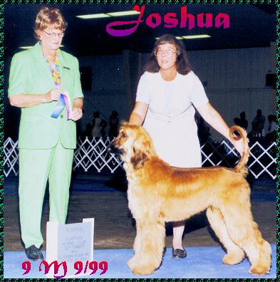 photo - one of Joshua's first shows - Reserve Winner's Dog at Egyptian Kennel Club, Belleville, Illinois - AFGHAN HOUND SHOW DOG AKC