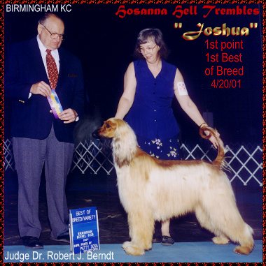 'Joshua' - Hosanna Hell Trembles wins his first AKC champion point! - photo of AKC show dog