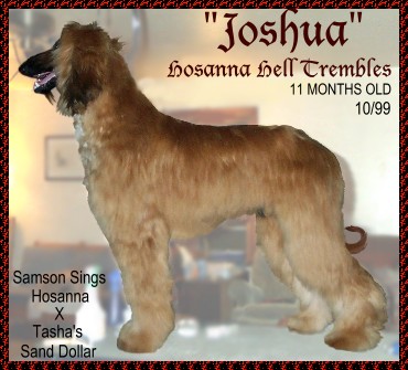 beautiful photo of Joshua at 11 months old, the age when he won his first Major Reserve Winners Dog - AKC afghan hound show dog