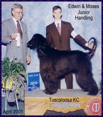 Edwin wins another 1st place at Tuscalloosa KC AKC dog show with Hosanna Song of Moses, afghan hound, picture
