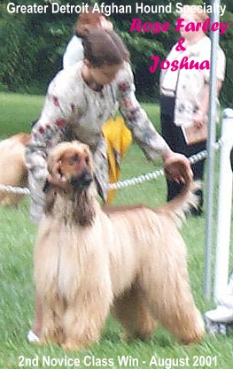 Rose wins 1st Place Novice Junior Handler at Greater Detroit Afghan Hound Club Specialty - AKC dog show photo - Rose Farley with Hosanna Hell Trembles 'Joshua' Afghan Hound