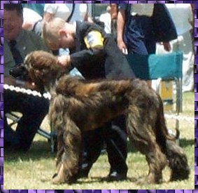 Richard Farley makes his debut - picture of his very first time in the 'real' ring at Western Hound Association Specialty AKC dog show with Hosanna Man of War, and afghan hound puppy
