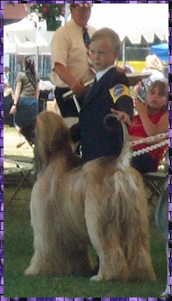 Richard Farley handles Samson Sings Hosanna at Long Beach Kennel Club, AKC dog show, Junior Handling competiton photo