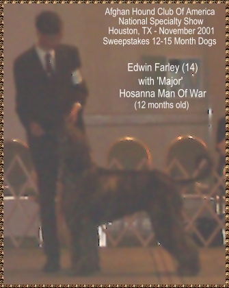 Edwin and Major in Sweepstakes 12-15 month Puppy Class at Afghan Hound Club of America National Specialty Show 2001, Houston, TX AKC dog shows