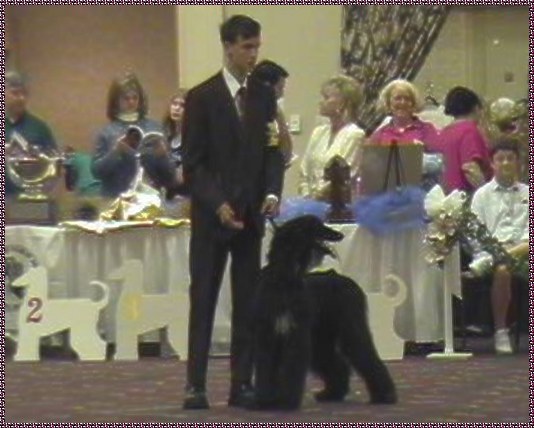 Edwin Farley in the American Bred Bitch class at Afghan Hound Club of America National Specialty show 2000 AKC dog show Florida