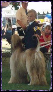 Richard Farley handles Samson Sings Hosanna at Long Beach Kennel Club, AKC dog show, Junior Handling competiton photo