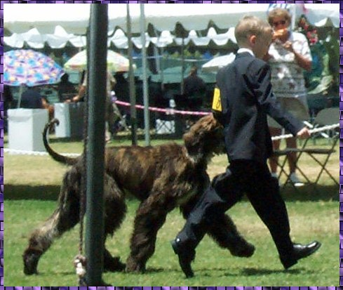 Richard gaiting Hosanna Man of War 'Major' at Western Hound Association Specialty - AKC dog show, Afgan hound