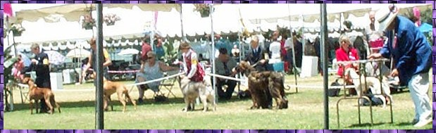 Novice Junior class at Western Hound Association Specialty Show, Long Beach, CA, AKC dog show photograph with Hosanna Man of War, AFGHAN HOUND