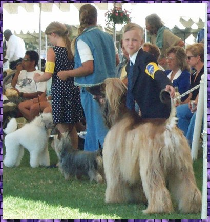 Novice Junior Handler class at Long Beach Kennel Club, CA, Richard and Samson - AFGHAN HOUND, AKC dog shows