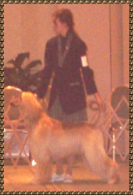 Junior Handling photo - Rose Farley with Hosanna Precious Gift 'Precious' Afghan Hound wins Best Junior in Specialty at Greater Houston Specialt Show