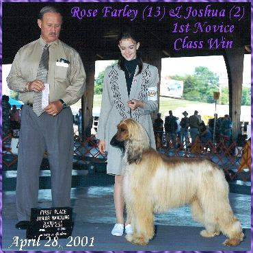 AKC dog show Junior Handling photo - Rose Farley with Hosanna Hell Trembles 'Joshua' Afghan Hound