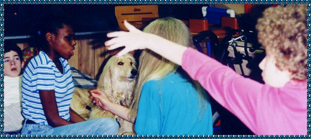 Davey - David Sings Hosanna - with autistic children at school, doing therapy dog work - AKC registered Afghan Hound - photo