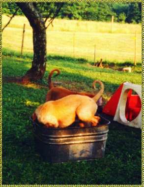 Afghan Hound puppies playing in a wash tub on hot summer day  CUTE photo AKC registered