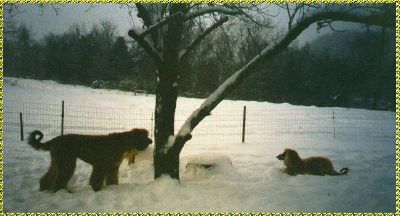 Two Afghan Hound snow bunnies - AKC registered AFGHAN HOUNDS