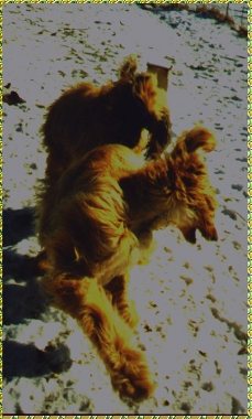 beautiful photo of Afghan Hound running in the snow