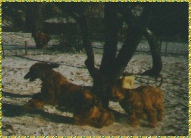 two Afghan Hounds coursing in the snow - AKC registered