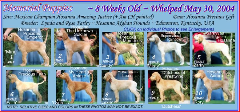 photo of 10 Afghan Hound puppies, AKC registered, 8 weeks old, in show stacking poses, also links to enlargements of each photograph