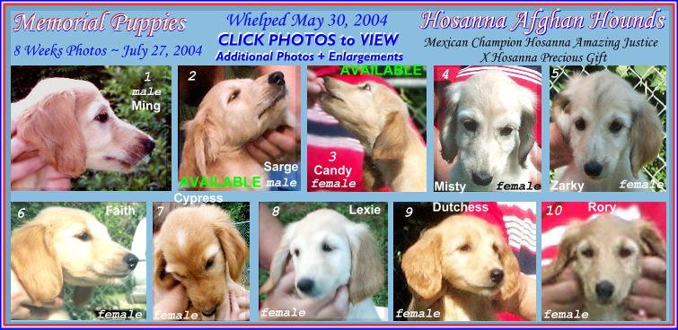 Head study photos of 10 Afghan Hound puppies dog pictures head study photographs AKC registered puppies for sale