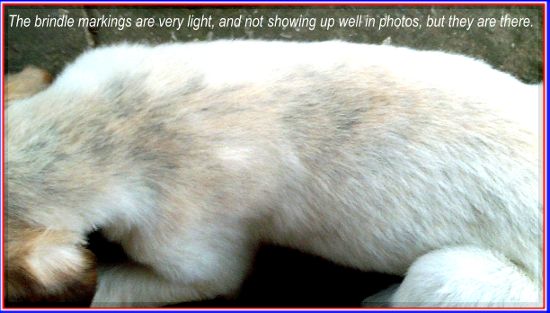 close up photo of brindle markings on 8 week old AKC registered Afghan Hound puppy