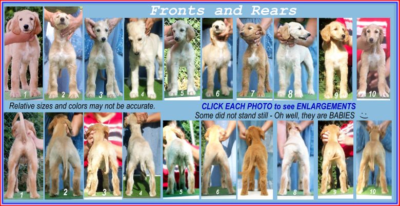 photo of 10 Afghan Hound puppies, AKC registered, 8 weeks old, Fronts and Rears, also links to enlargements of each photograph