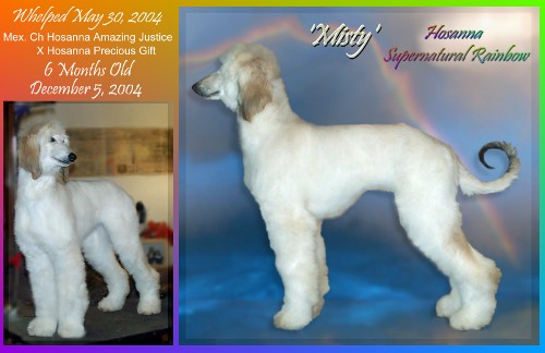 photo of light cream brindle Afghan Hound puppy, 6 months old AKC registered show dog stacked, and front