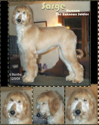 pictures of AKC registered Afghan Hound puppy cream male 6 months old, show or pet Sarge - Hosanna The Unknown Soldier