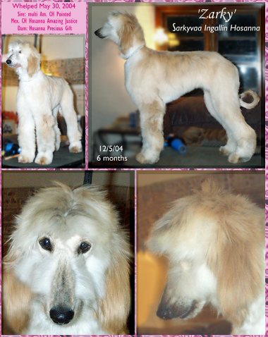 pictures of afghan hound puppy photographs, 6 month old cream brindle female, Zarky - Sarkyvaa Ingallin Hosanna, AKC registered show stacked photos, head studies, more