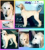 photograph link to pictured of Misty, Hosanna Supernatural Rainbowl, 4 month old afgahn hound puppy