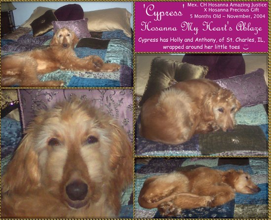 pictures of unusual deep dark red colored female Afghan Hound puppy, 5 months old, Cypress - Hosanna My Heart's Ablaze